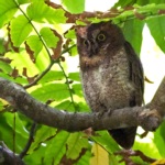 Lanyu Scops Owl