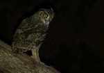 Arabian Eagle-Owl