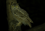 Arabian Eagle-Owl