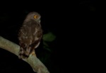 Brown Hawk-Owl