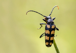 Four-banded Longhorn Beetle
