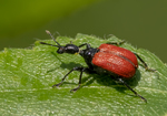 Hazel Leaf-roller Weevil