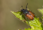 Garden Foliage Beetle