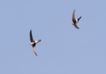 Andean Swift