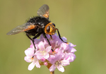 Giant Tachinid Fly