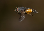 Horsefly sp