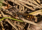 Nomad Bee sp