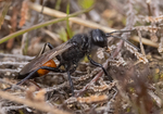Hairy Sand Wasp