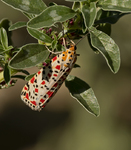 Crimson-speckled Moth