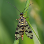 Meadow Scorpionfly