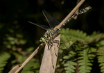 Green-eyed Hook-tailed Dragonfly