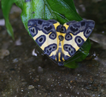 Blotched Leopard Moth
