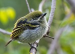 Moustached Tinkerbird