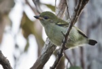 Green Tinkerbird