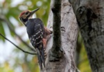 Amami Woodpecker