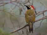 Black-necked Woodpecker