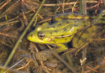 Balkan Frog