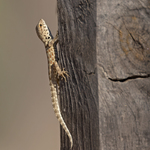 Blanford’s Semaphore Gecko