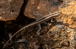Socotra Rock Gecko