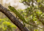 Socotra Chameleon (Monarch Chameleon)