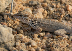 Abdel Kuri Rock Gecko