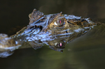 Common (Spectacled) Caiman