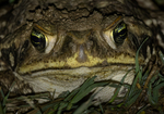 Cope's Toad (Cururu Toad, Rococo toad)