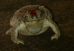 Chaco Granulated Toad