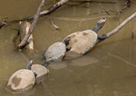 Yellow-spotted Amazon River Turtle