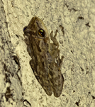 Temperate Snouted Tree Frog