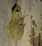 Red Snouted Treefrog