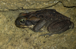 Gray Toad