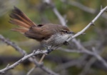 Necklaced Spinetail