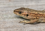 Viviparous Lizard (Common Lizard)