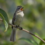 Mouse-colored Tyrannulet
