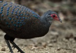 Germain's Peacock-Pheasant