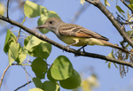 Great Crested Flycatcher