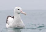 Antipodean Albatross