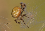 Four Spot Orb Weaver Spider