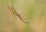 Common Stretch Spider