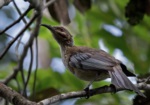 New Caledonian Friarbird
