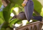New Caledonian Friarbird