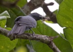 North Melanesian Cuckooshrike