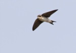 Grey-rumped Swallow