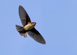 Pale-footed Swallow