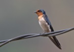 House Swallow