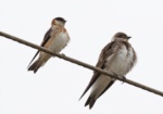 Chestnut-collared Swallow