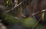 Rufous-vented Grass Babbler