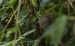 Black-faced Rufous Warbler