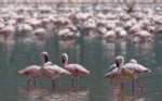 Mindre flamingo